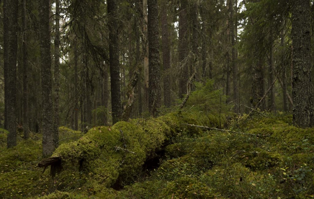 La skogen stå